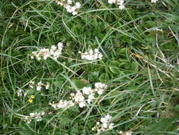 Image of round-leaved wintergreen