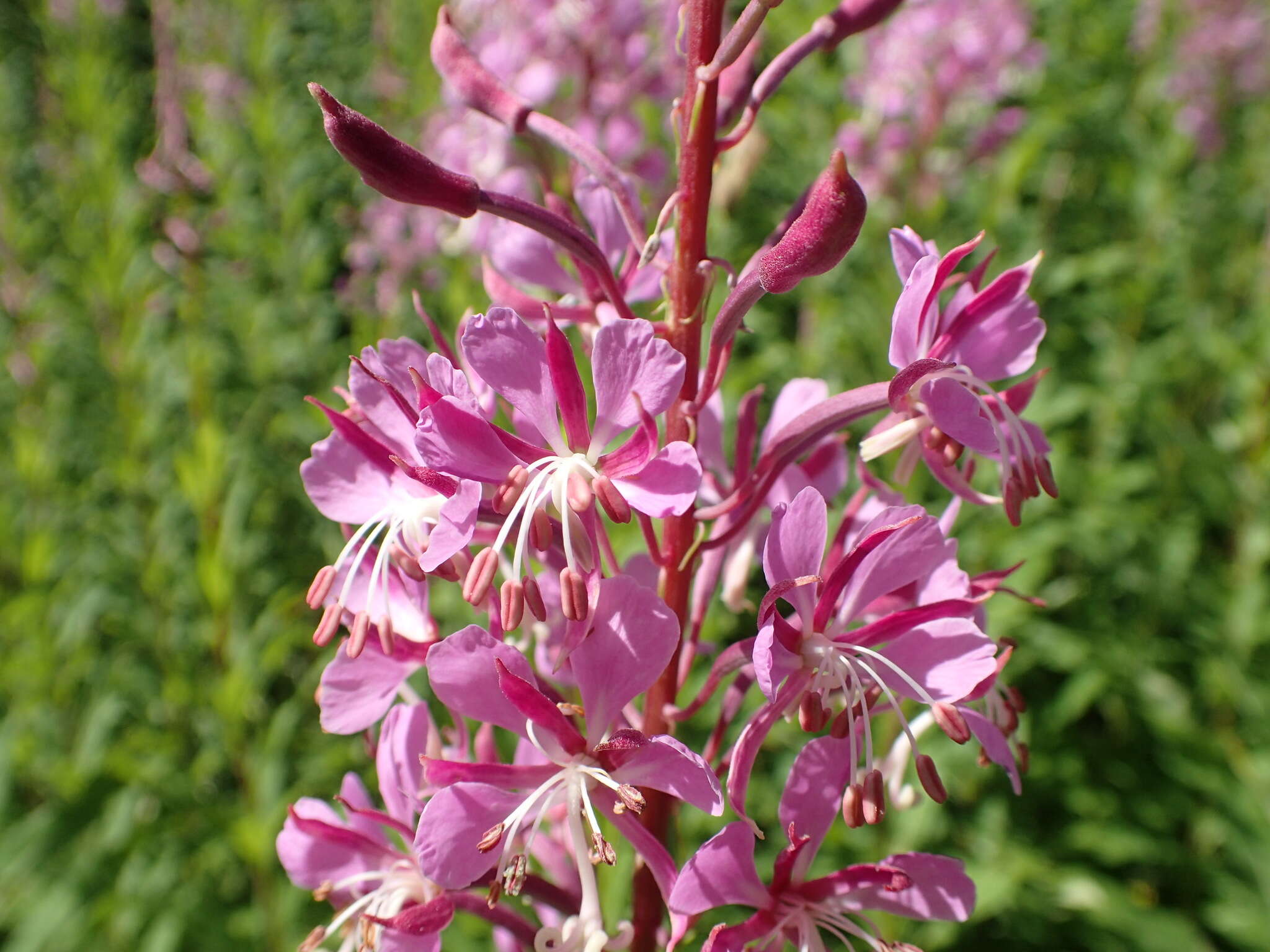 Image of Narrow-Leaf Fireweed