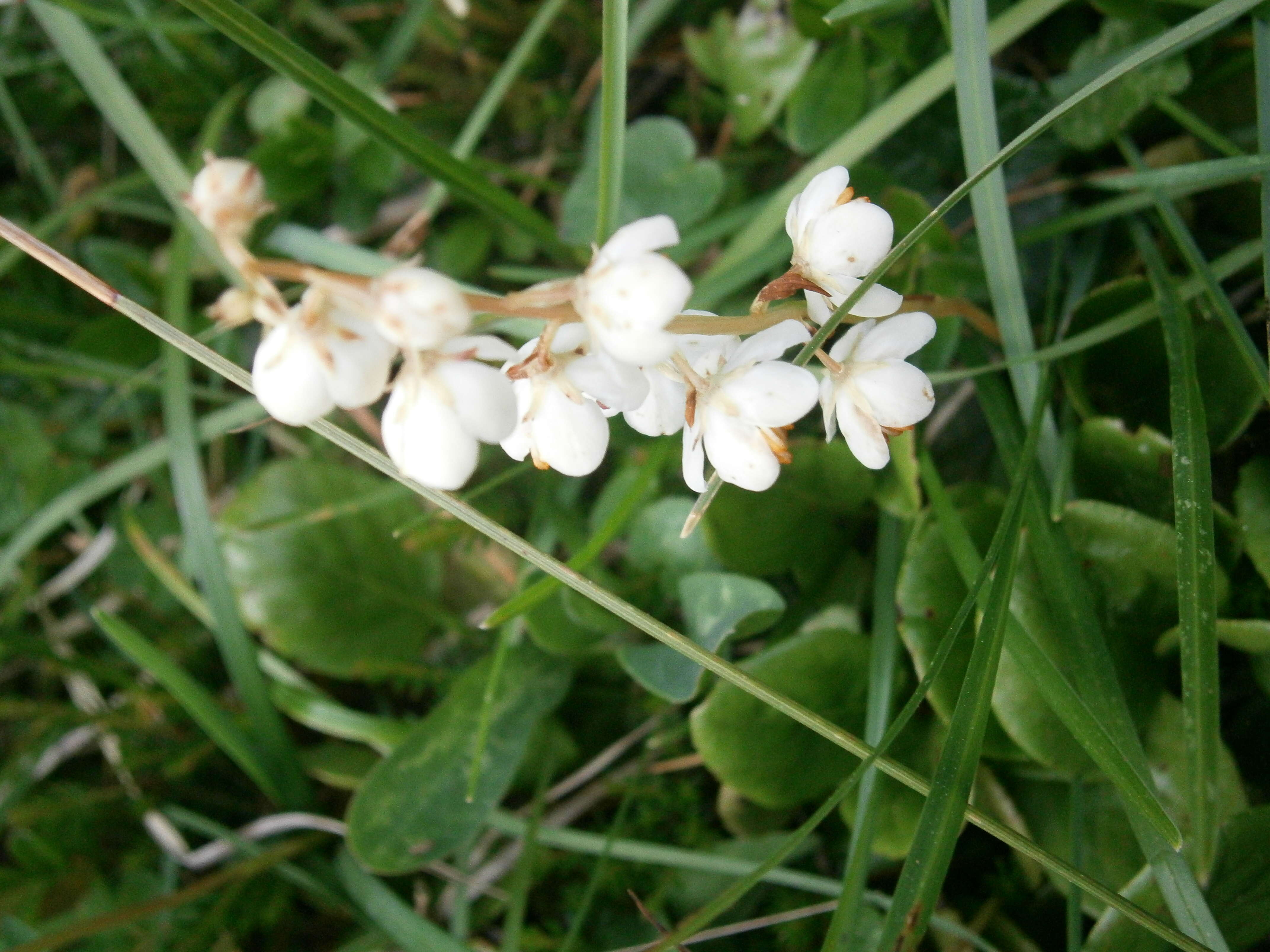 Image of round-leaved wintergreen