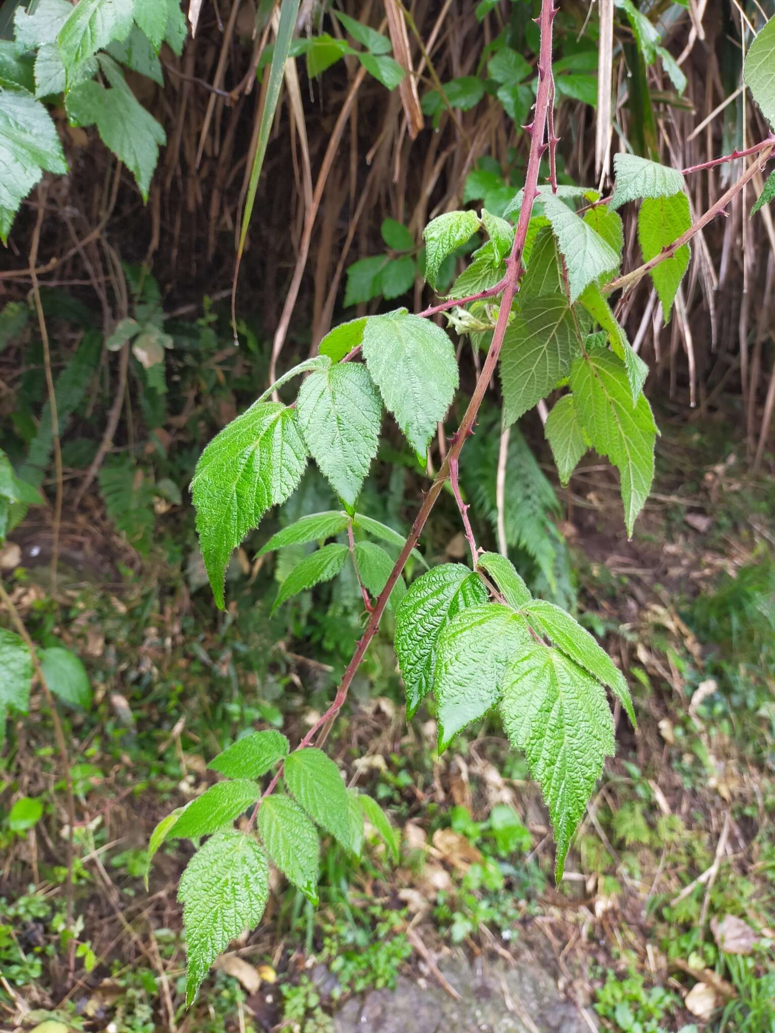 Plancia ëd Rubus parviaraliifolius Hayata