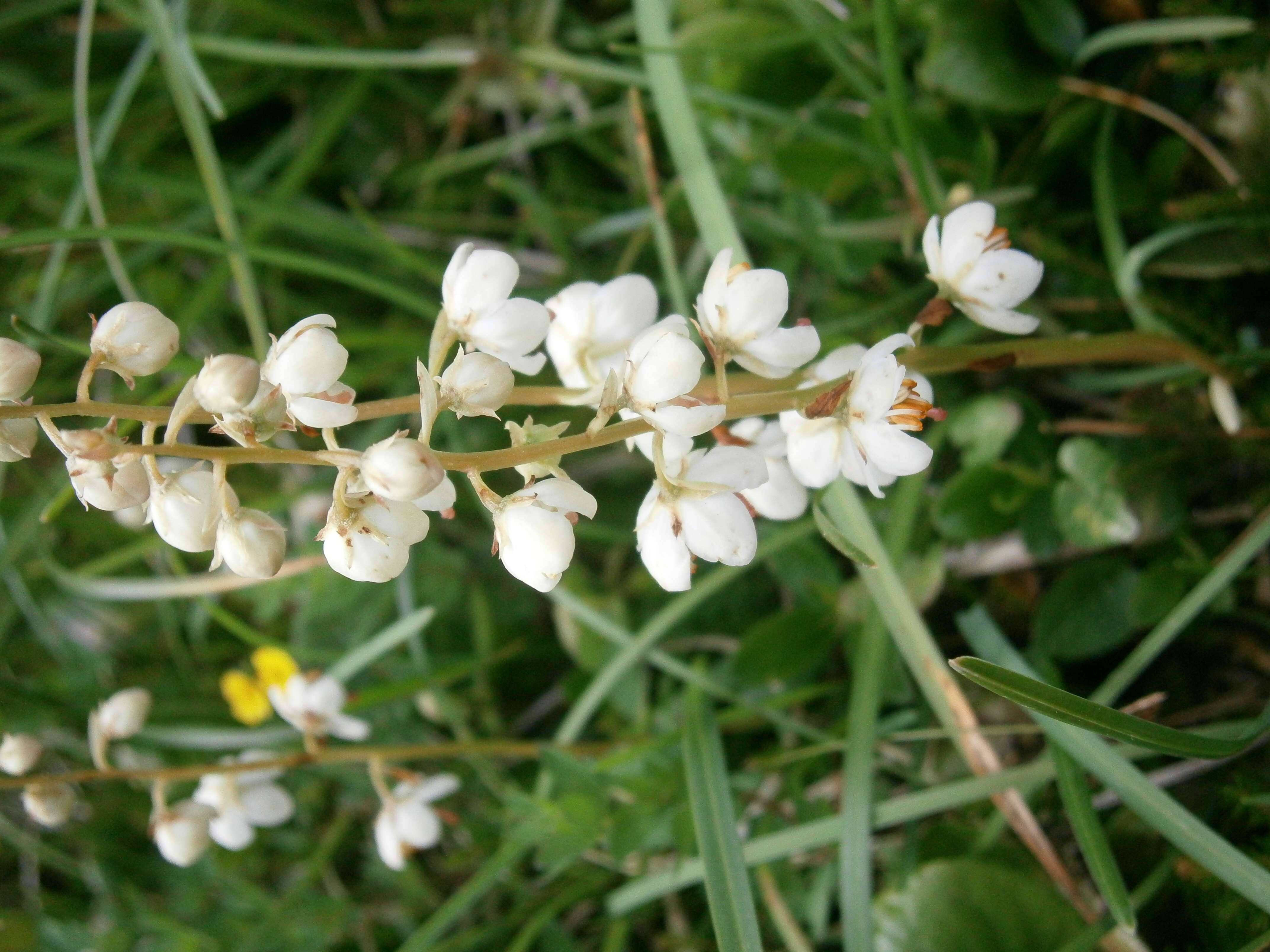 Image of round-leaved wintergreen