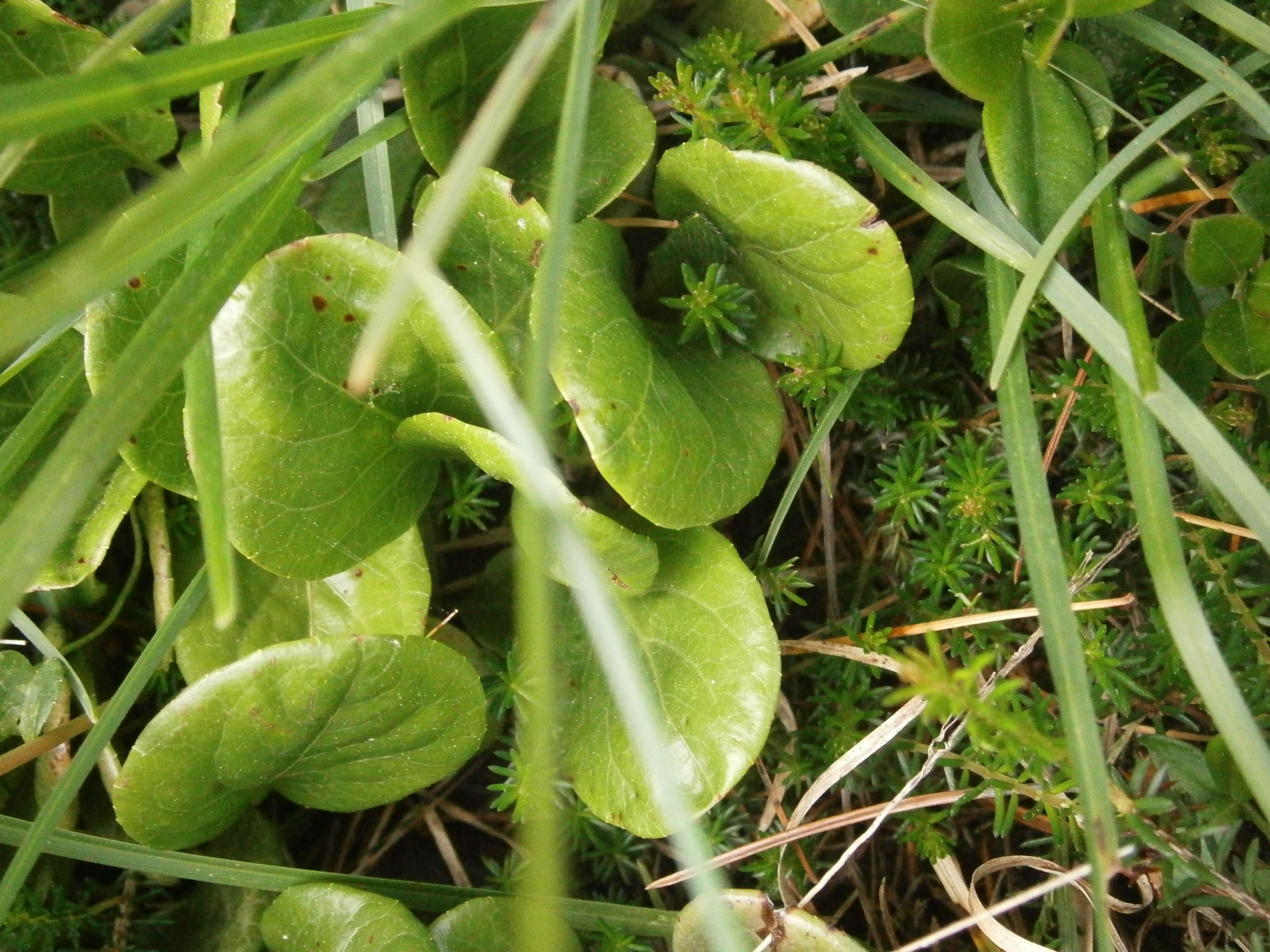 Image of round-leaved wintergreen