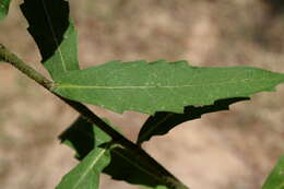 Image de Silphium asteriscus var. simpsonii (Greene) J. A. Clevinger