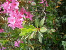 Image of Hairy Alpenrose