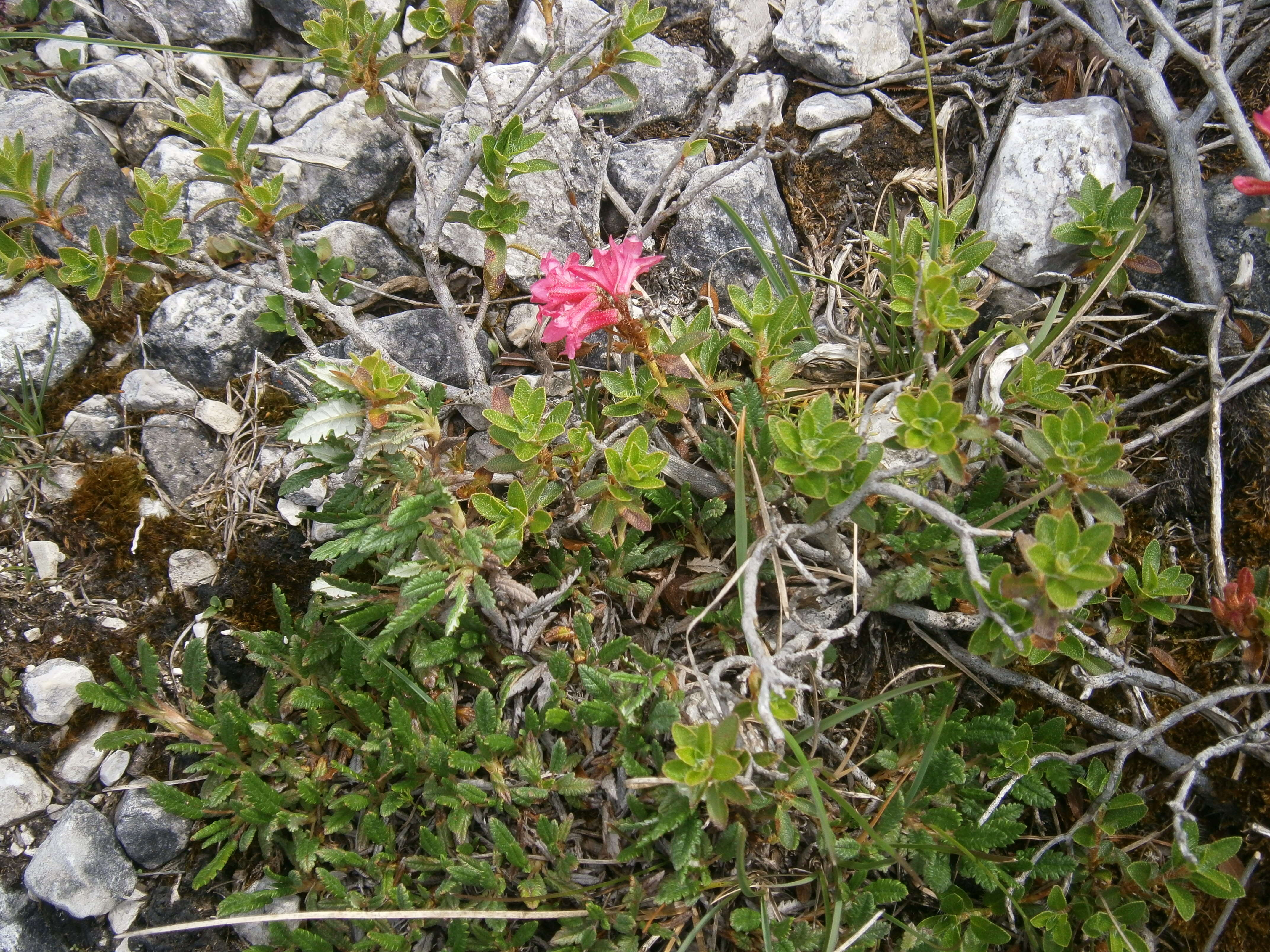 Image of Hairy Alpenrose