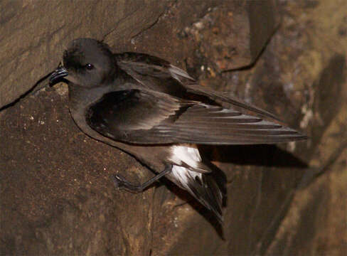 Image of British Storm Petrel