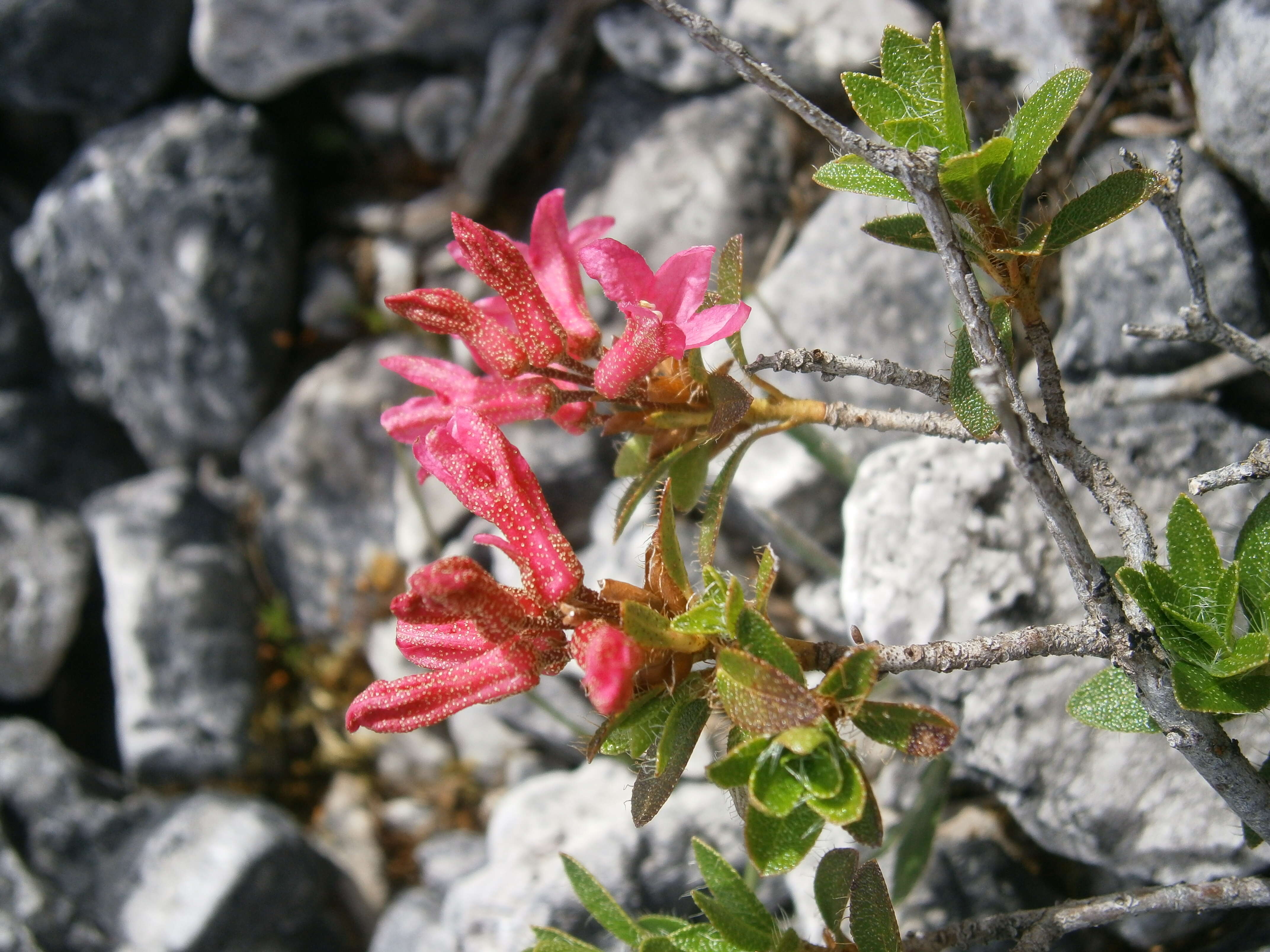 Image of Hairy Alpenrose