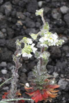 Image of twisted draba