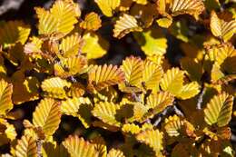 Image of Nothofagus gunnii (Hook. fil.) Oerst.