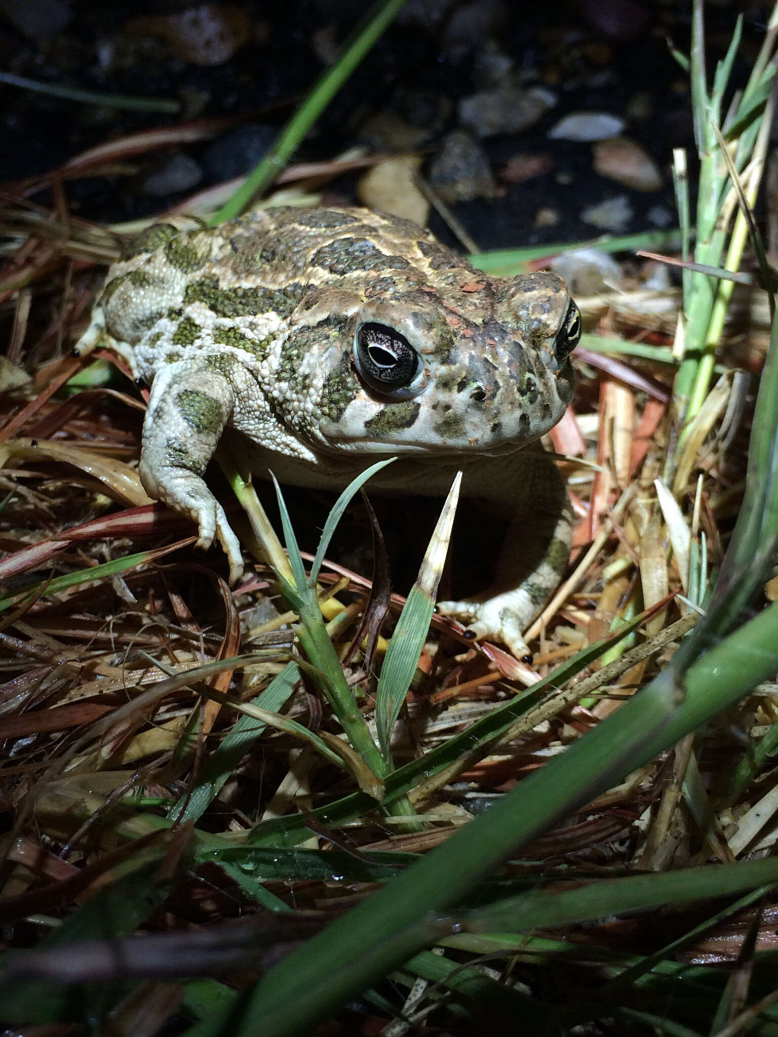 Image of Great Plains Toad