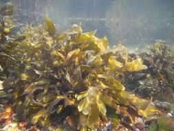 Imagem de Fucus serratus