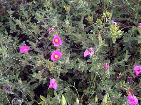 Image of Cistus crispus L.