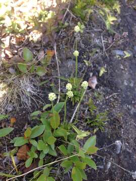 Image of Scotch false asphodel