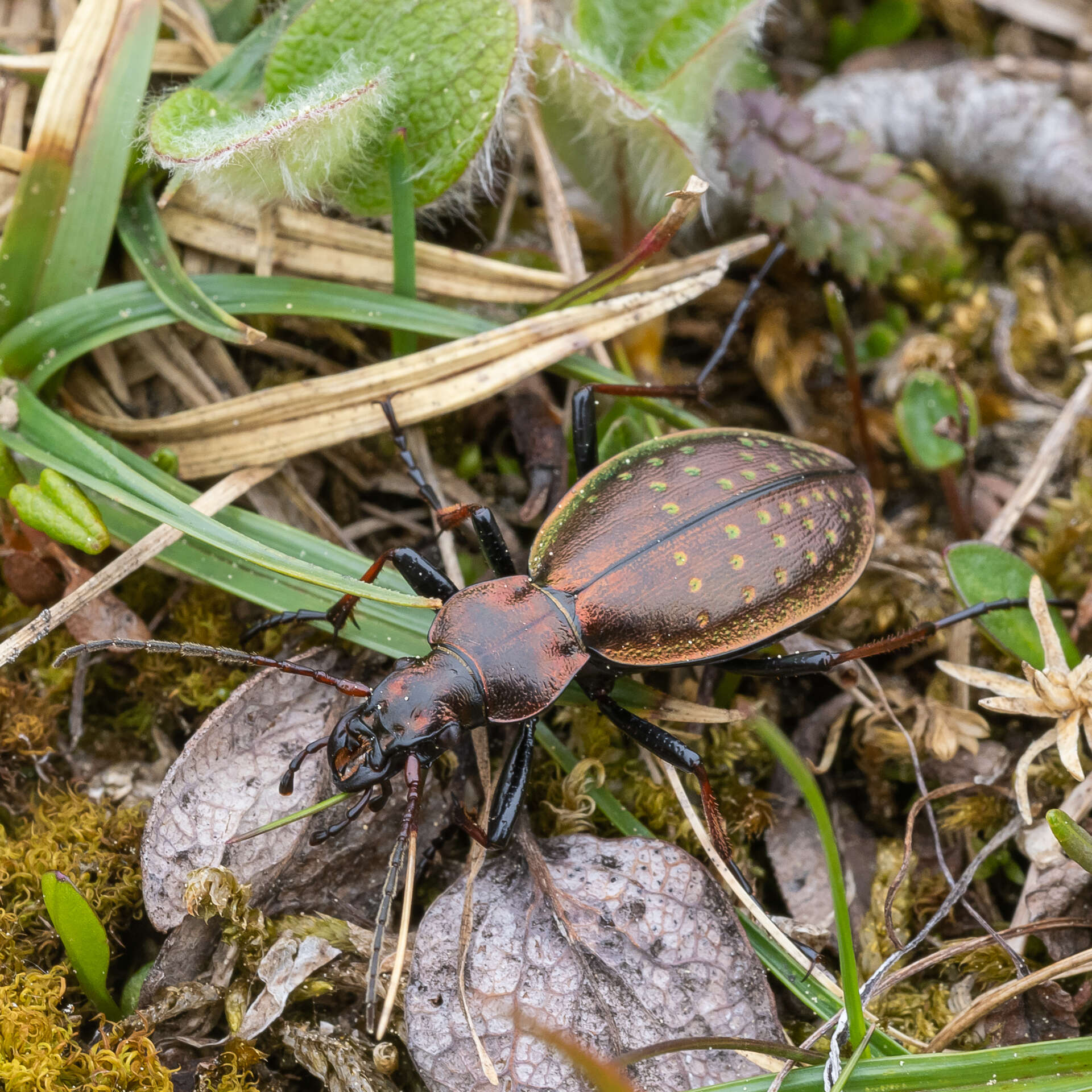 Image of Carabus (Platycarabus) fabricii Panzer 1810