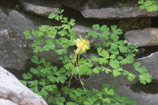 Image of longspur columbine