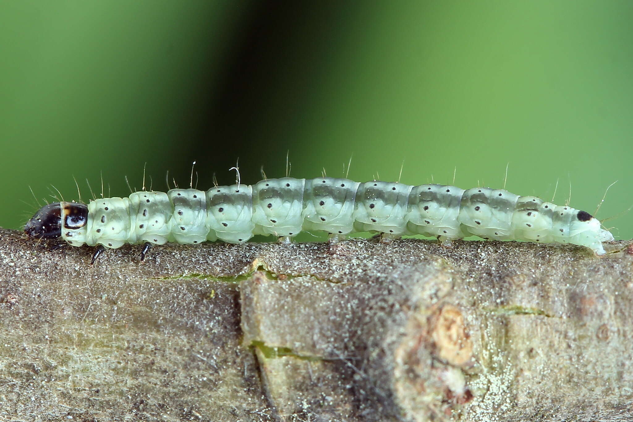 Image of Psoricoptera gibbosella Zeller 1839