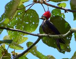 Image of Lineated Woodpecker