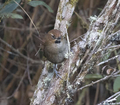 Image of Black-throated Thistletail