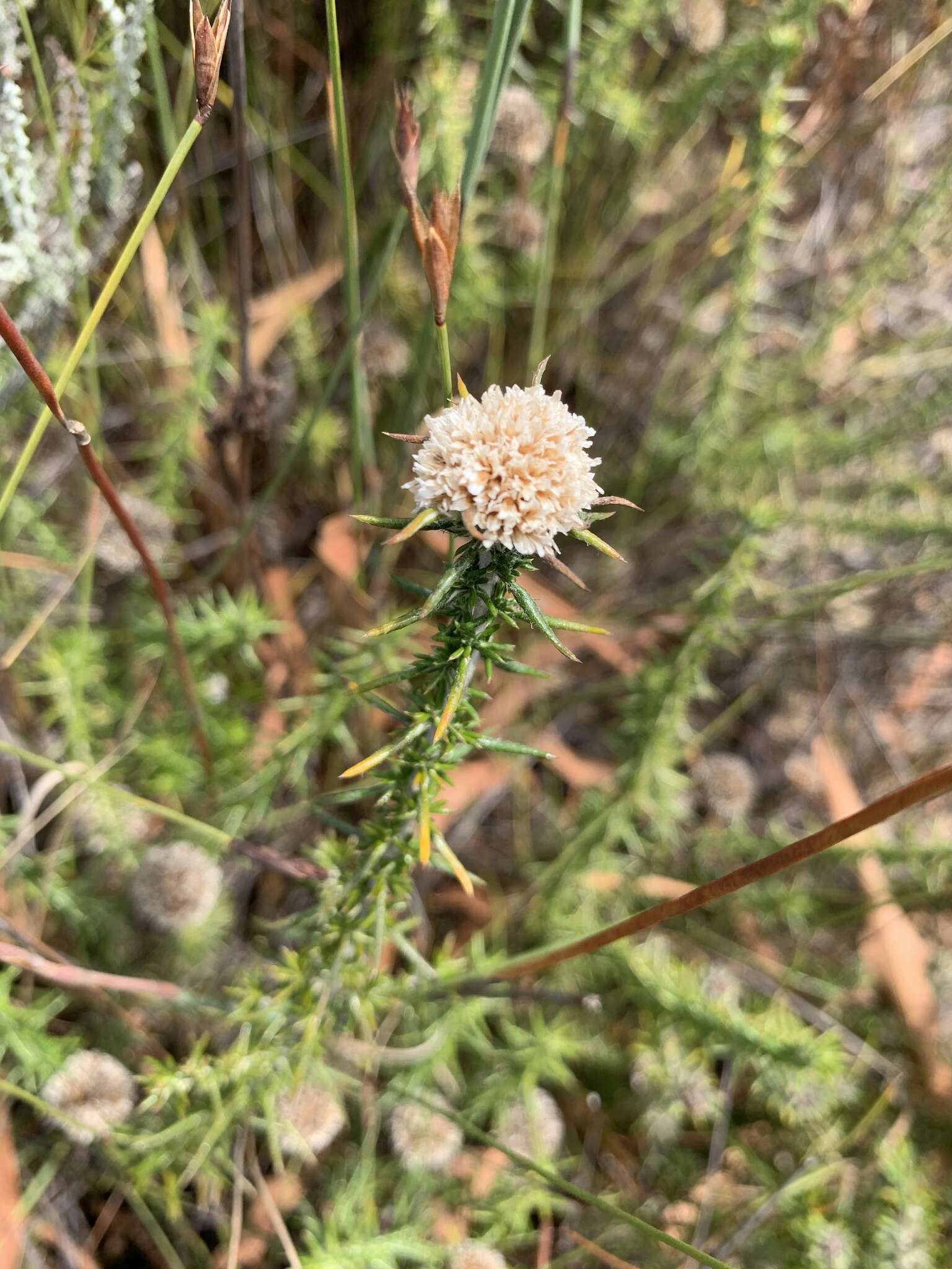 Image of Metalasia capitata (Lam.) Less.