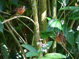 Image of Moustached Puffbird