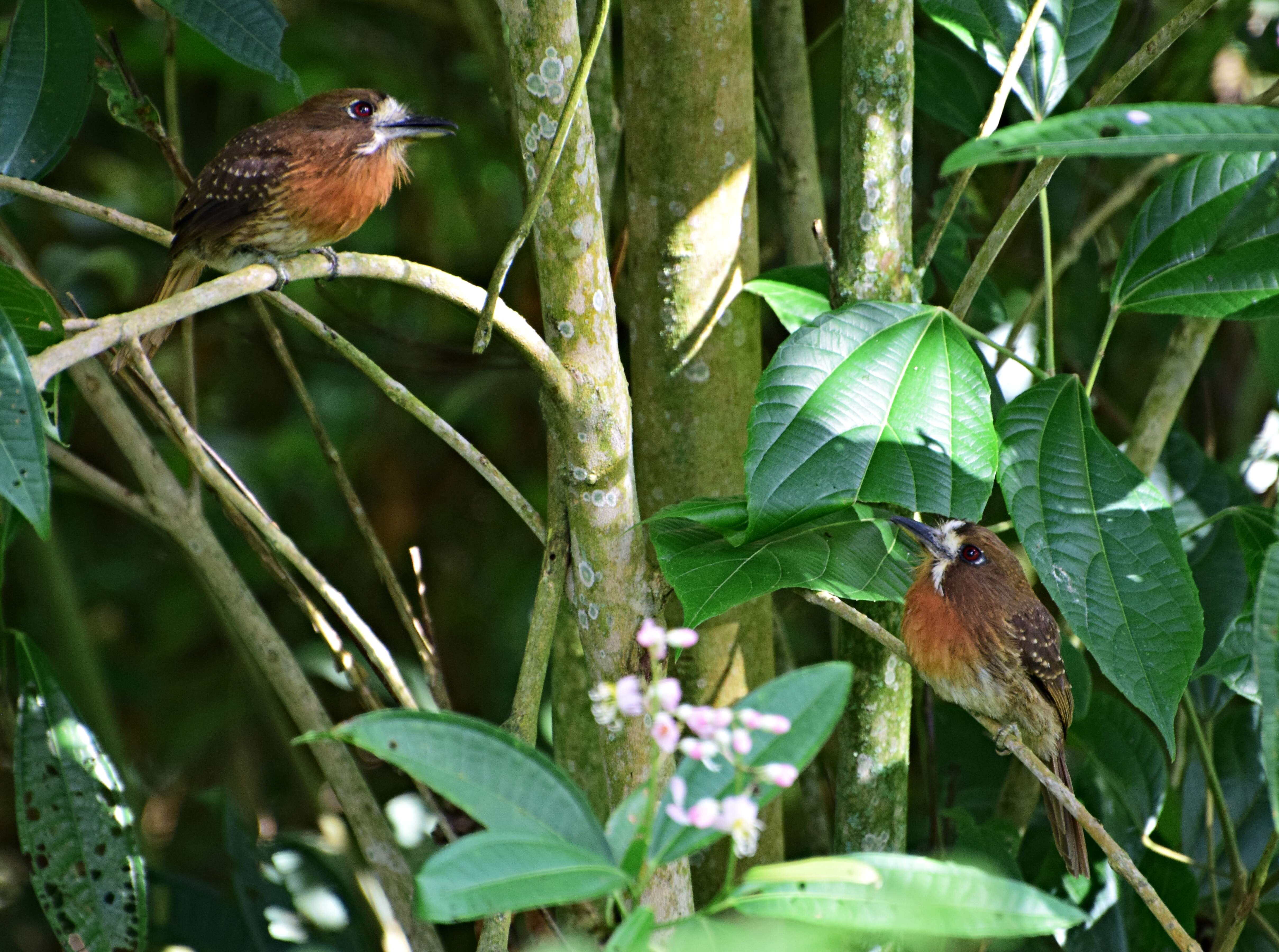 Image of Moustached Puffbird