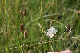 Plancia ëd Chlorophytum fasciculatum (Baker) Kativu