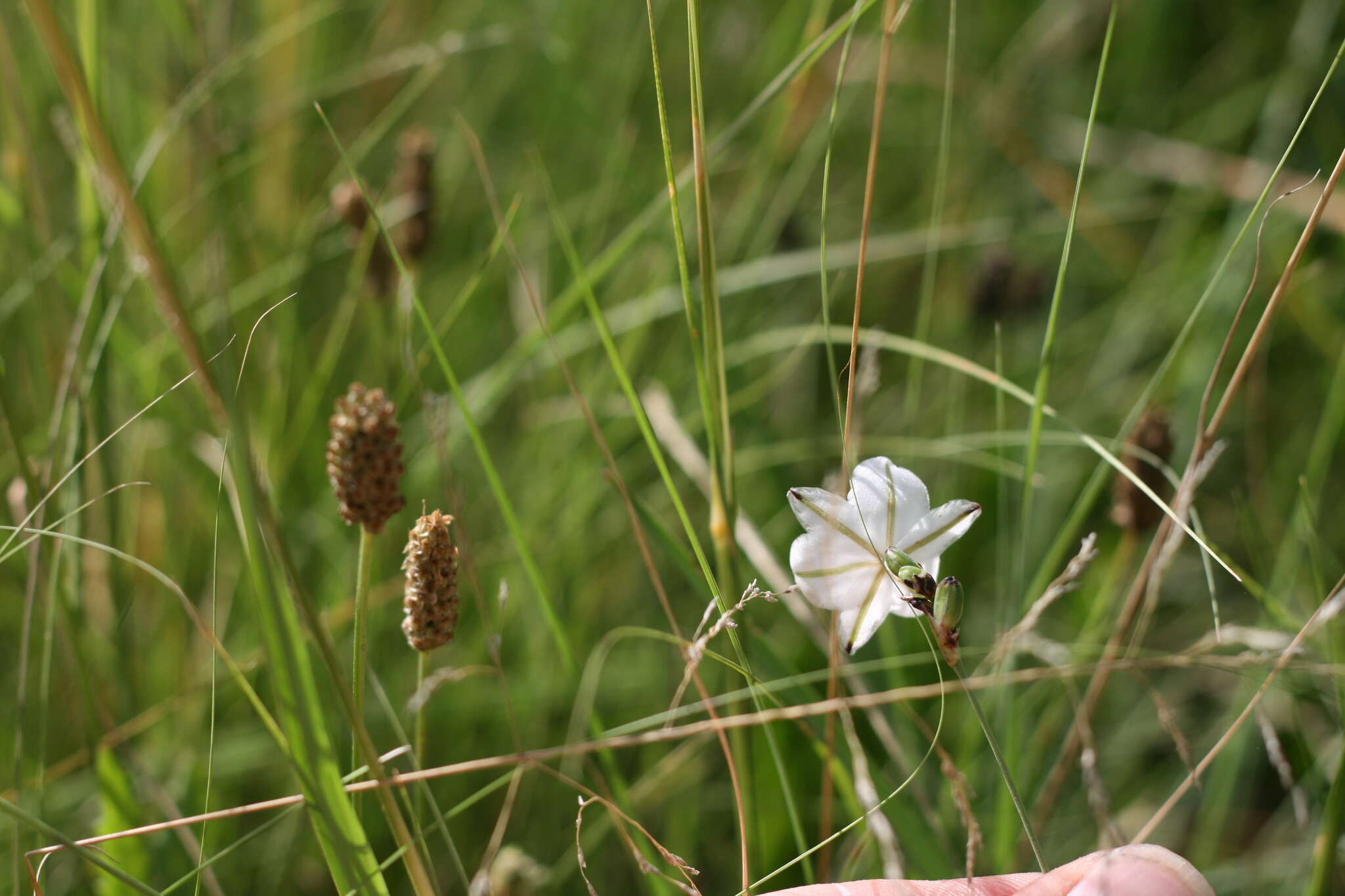 Plancia ëd Chlorophytum fasciculatum (Baker) Kativu