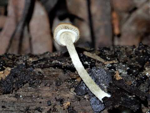 Image of Pholiotina gracilenta (Watling & G. M. Taylor) J. A. Cooper 2014