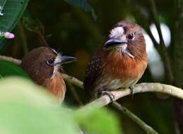 Image of Moustached Puffbird