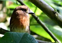 Image of Moustached Puffbird