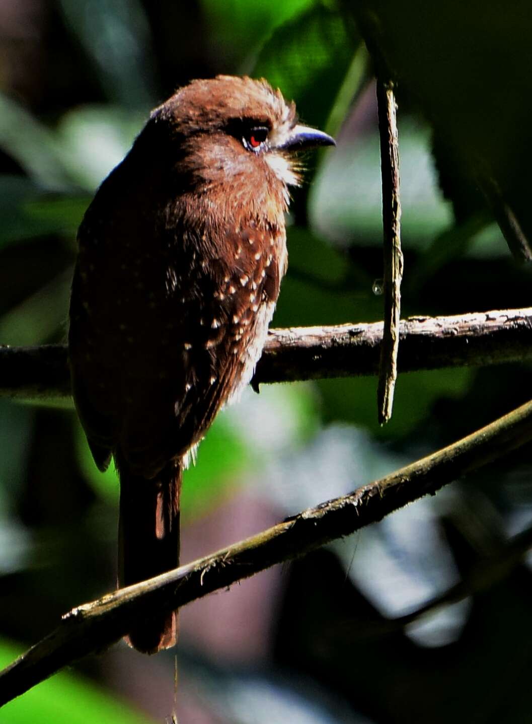 Image of Moustached Puffbird