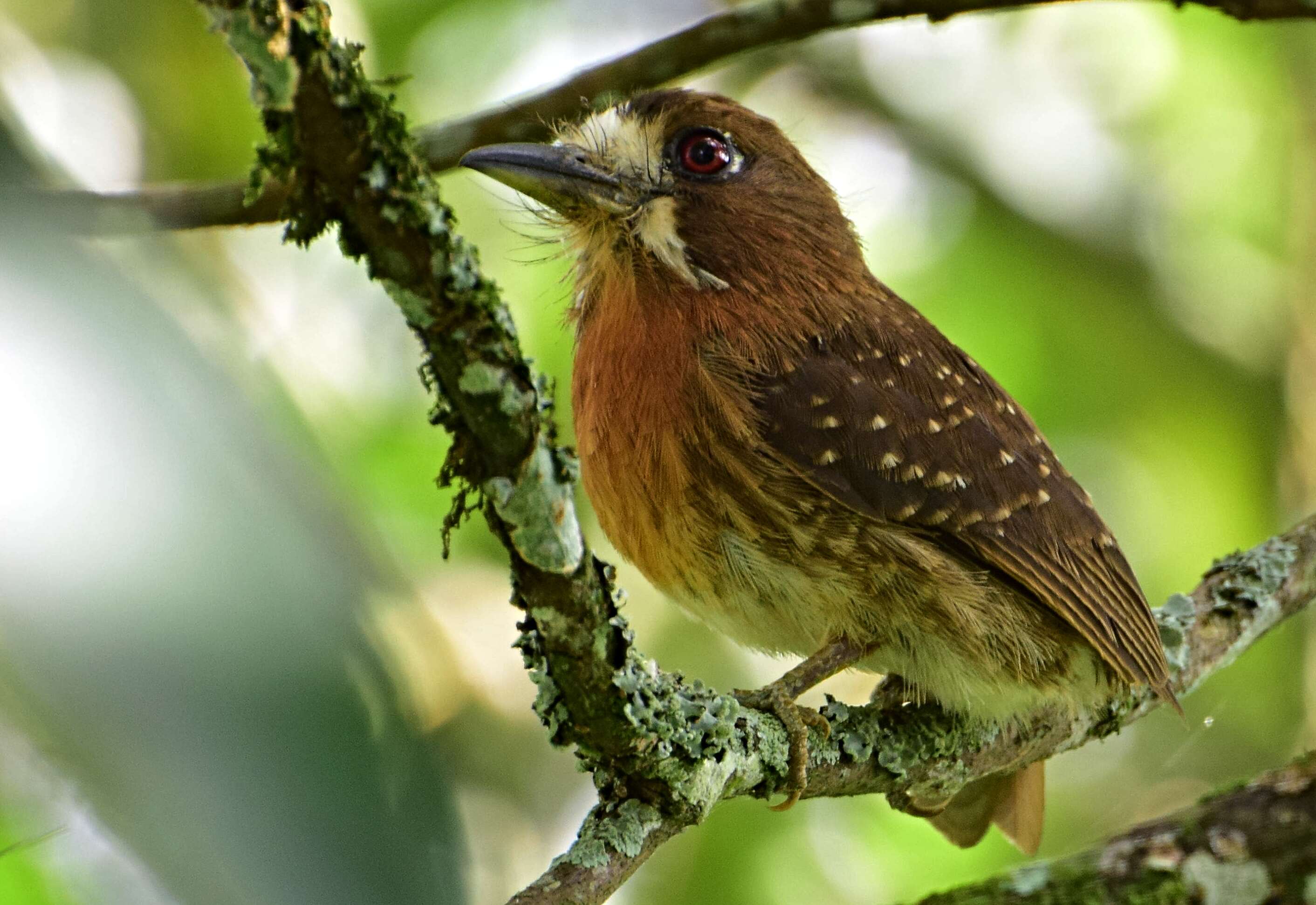 Image of Moustached Puffbird