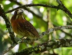 Image of Moustached Puffbird