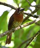 Image of Moustached Puffbird