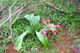 Imagem de Crinum stuhlmannii Baker