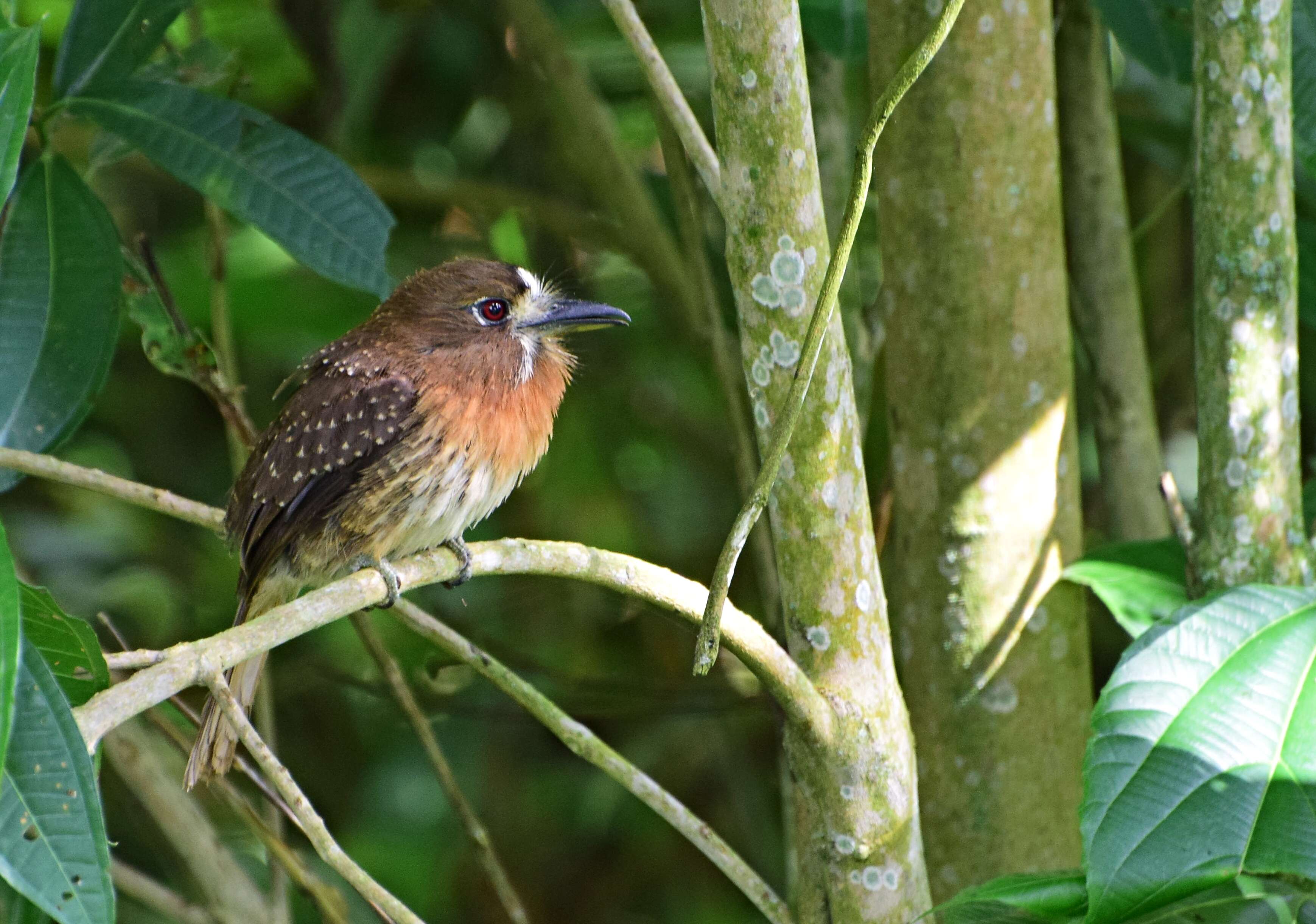 Image of Moustached Puffbird