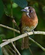 Image of Moustached Puffbird