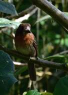 Image of Moustached Puffbird