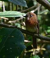 Image of Moustached Puffbird