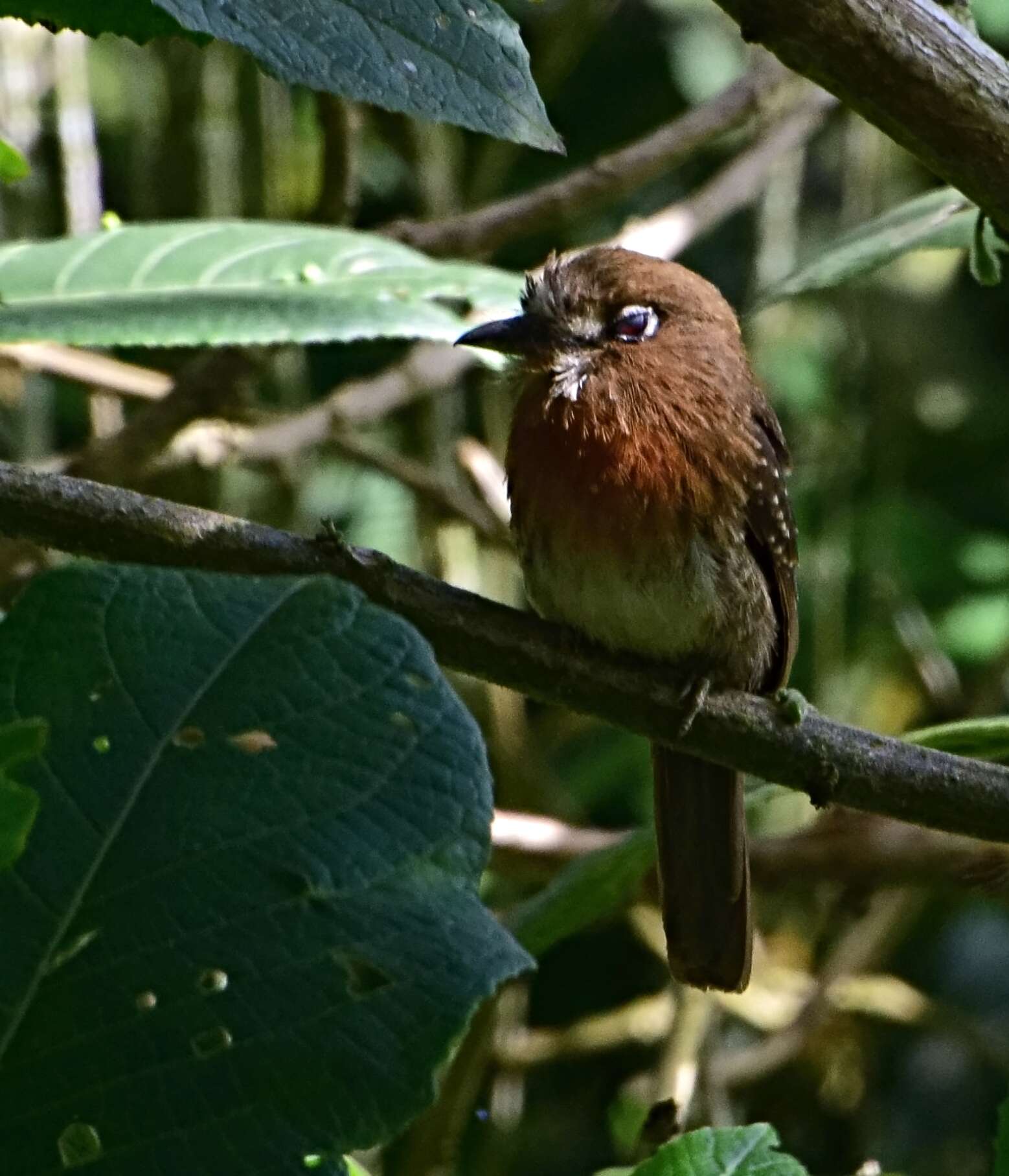 Image of Moustached Puffbird