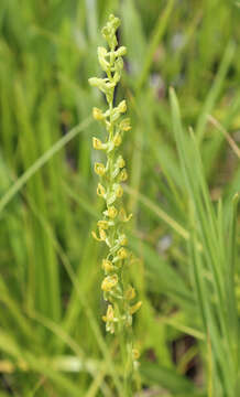 Plancia ëd Platanthera tescamnis Sheviak & W. F. Jenn.