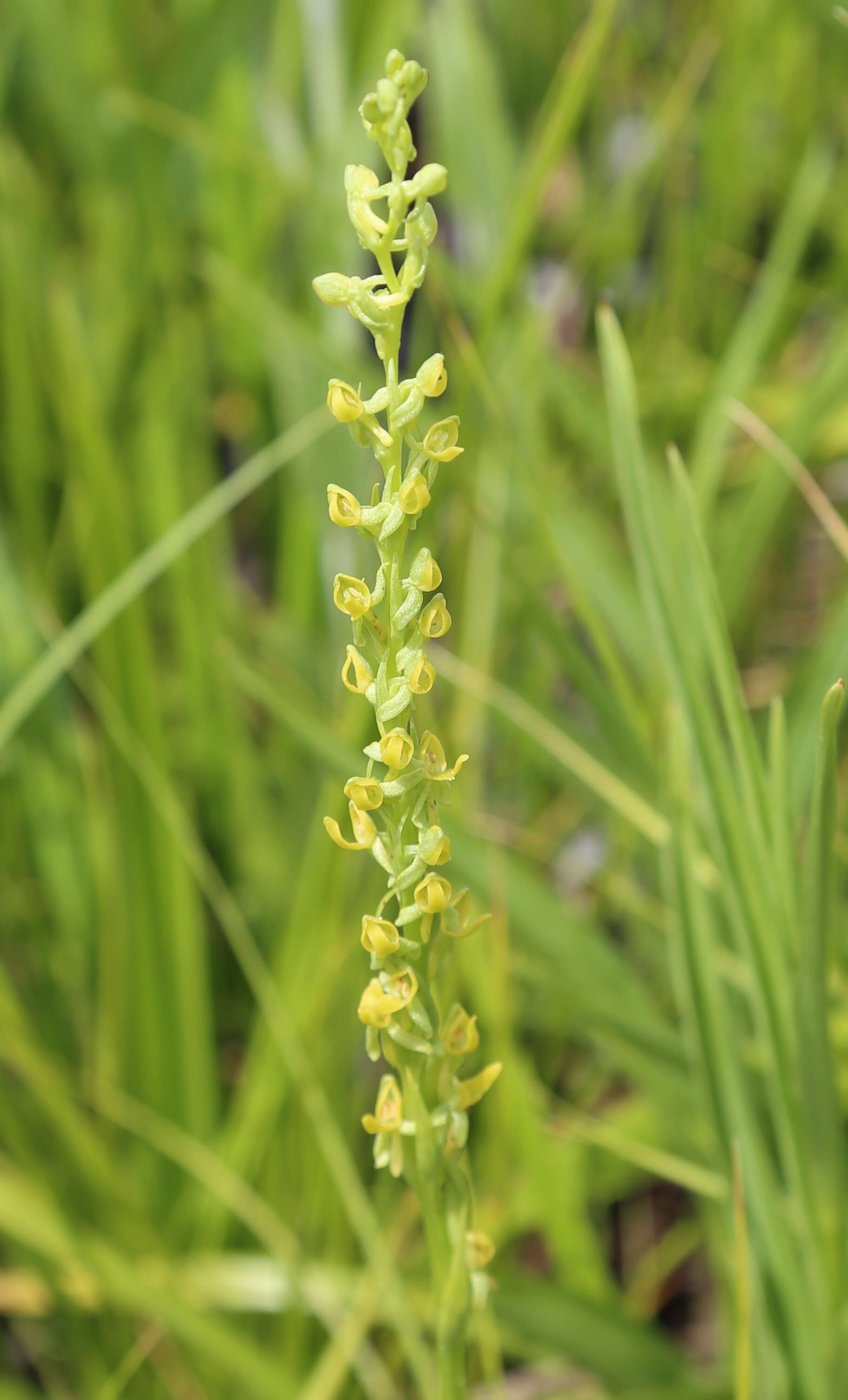 Image of Intermountain Bog Orchid