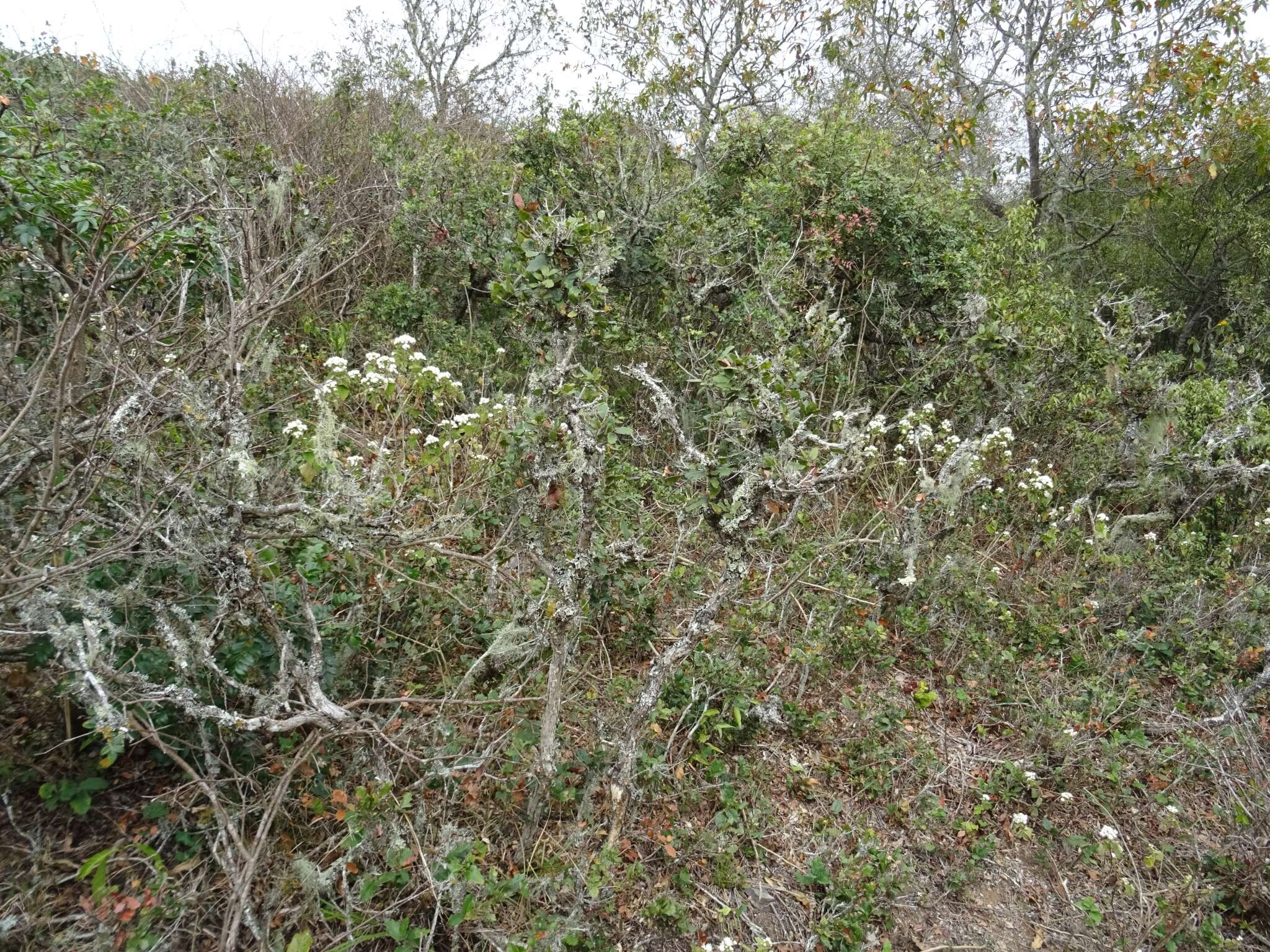 Слика од Quercus sebifera Trel.