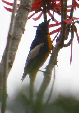 Image of Black-backed Oriole