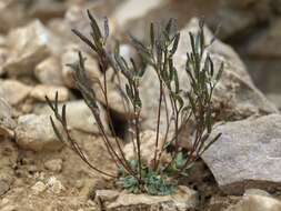 Imagem de Draba lonchocarpa Rydb.