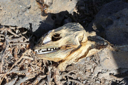 Image of Galapagos Land Iguana