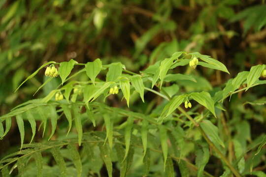 Image of Disporum kawakamii Hayata