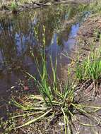 Image of Juncus polycephalus Michx.