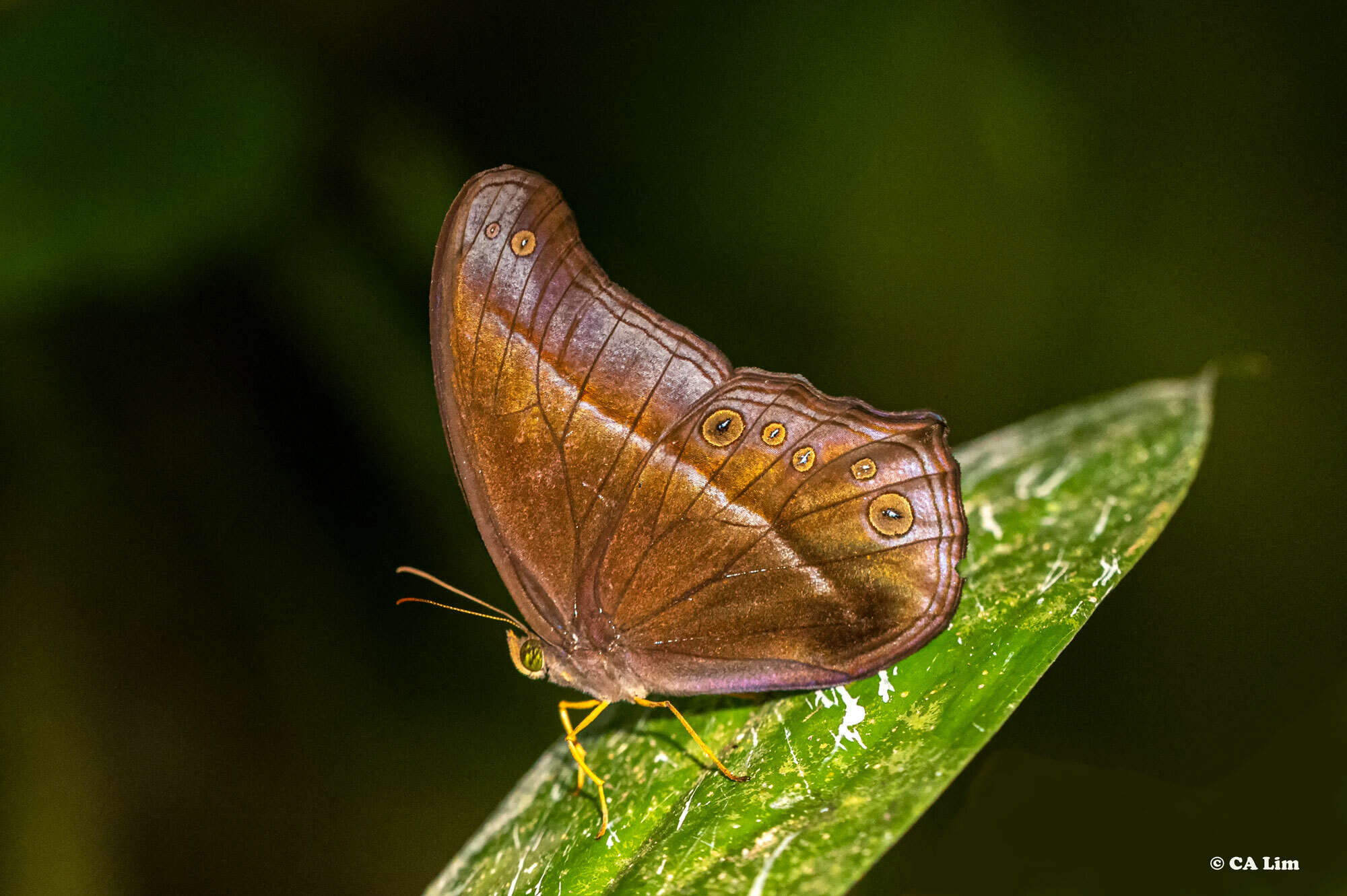 Image of Coelites epiminthia Westwood (1851)