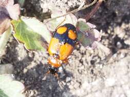 Image of Lebia (Lebia) cruxminor (Linnaeus 1758)